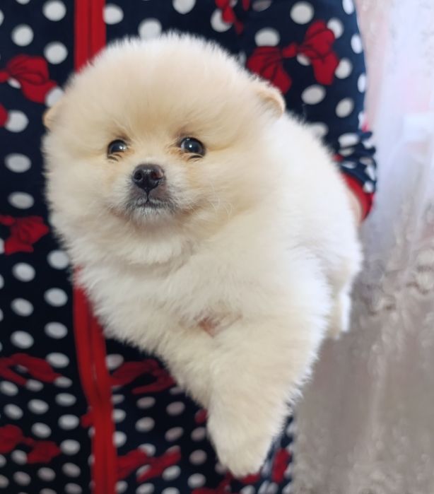 Хлопчик померанський шпіц