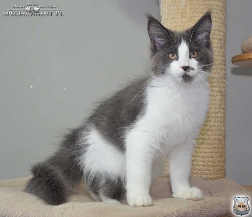Niebieski Kocurek Maine Coon / przebadani rodzice / FPL / FIFe