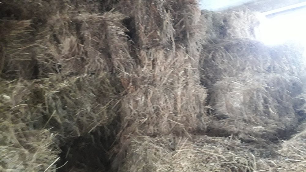 Продам сіно в тюках
