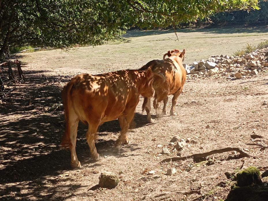 Vendo vacas minhotas