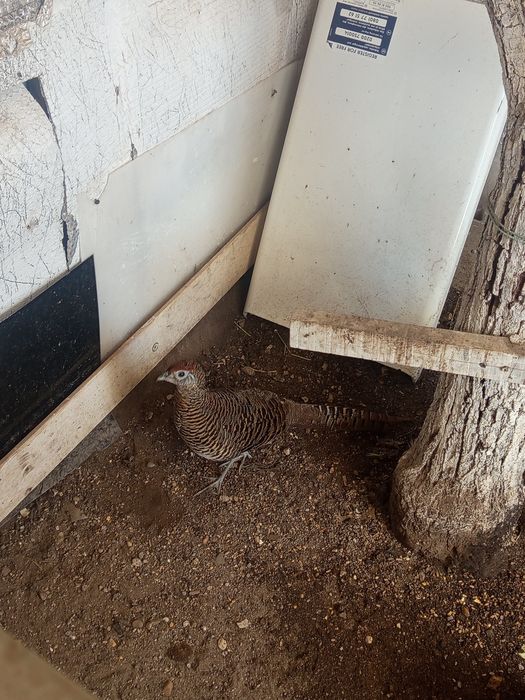 Um trio de faisão leyd do ano 2025