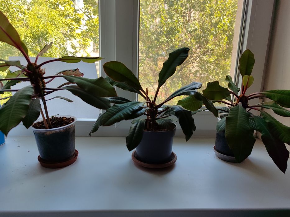 Продам растение Молочай.