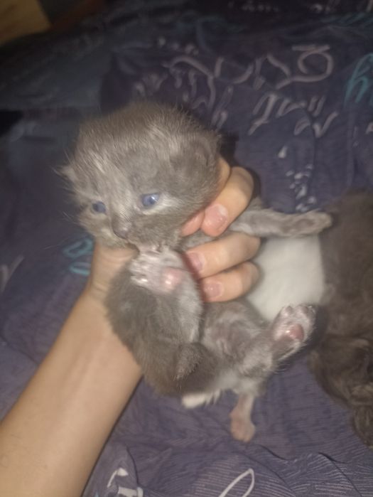 Котята грудние 4шт
