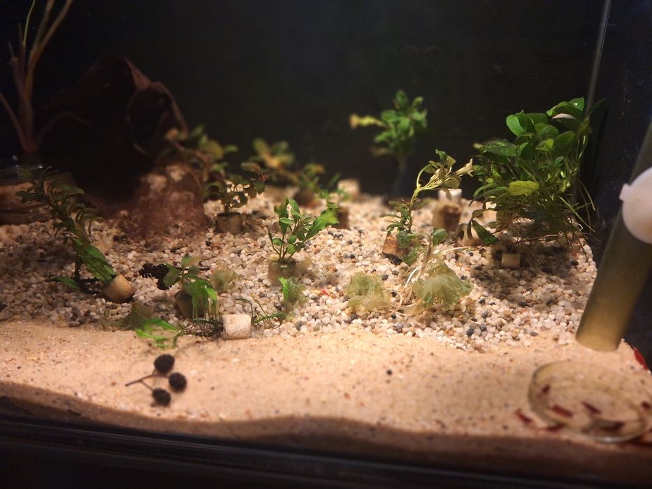 Akwarium z krewetkami Bloody Mary