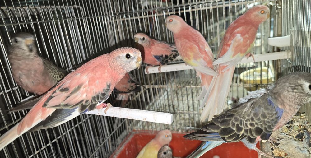 Brukes cor rosa mutações