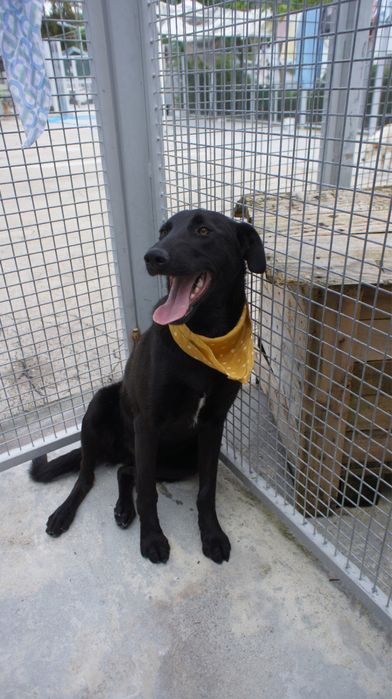 Azevinho - cao jovem de porte medio