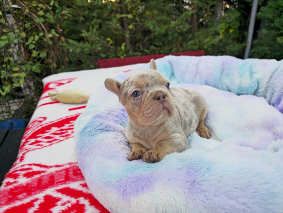 Buldogue Francês Lilac ,azul isabella