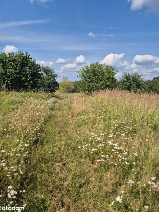 Sprzedam działkę w Balinie - z Warunkami Zabudowy - Widok 4