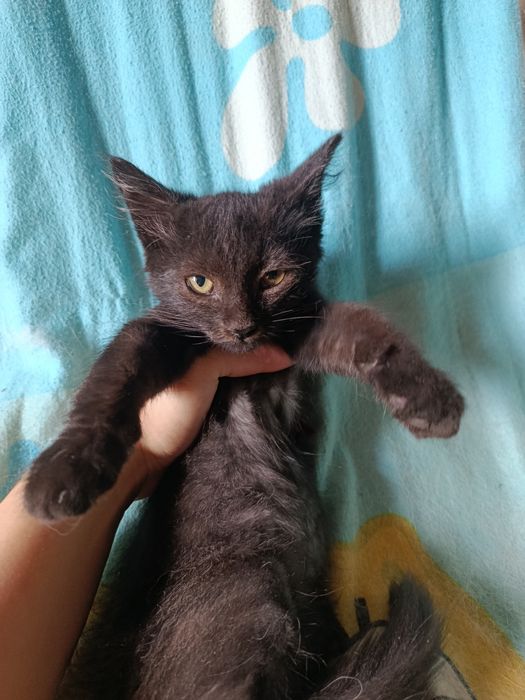 Котенок Стеша бесплатно. Котята даром. Кошка. Кошечка.
