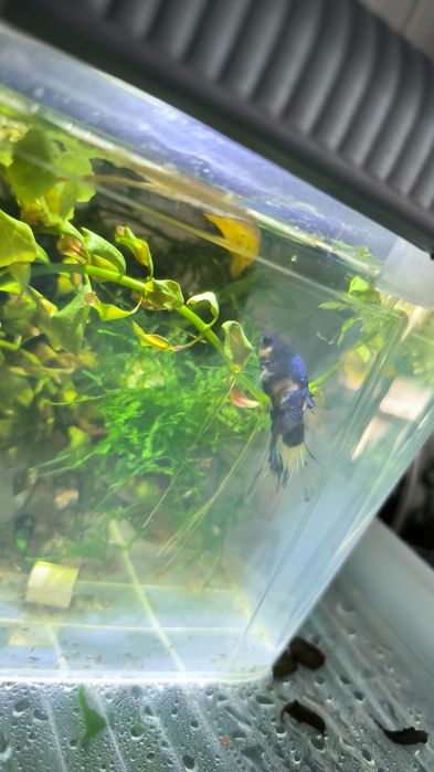Betta halfmoon black turquoise metalic