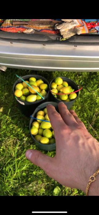 Limão 100% Natural | Produção Própria em Portugal