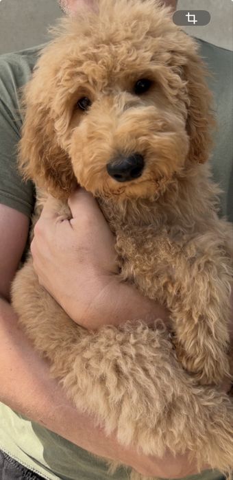 Goldendoodle F1b