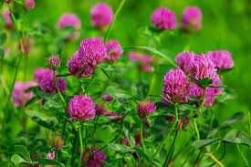 Насіння Люцерни,Конюшини,Райграсу.Семена Клевера