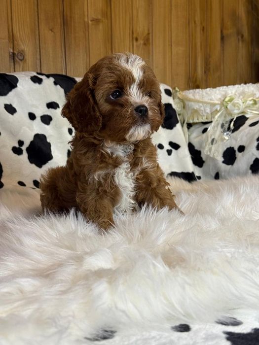 Хлопчик кавапу (Cavapoo)