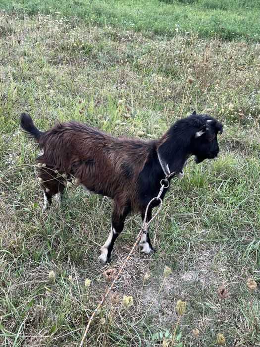 Козел. Цап, гарний на племʼя