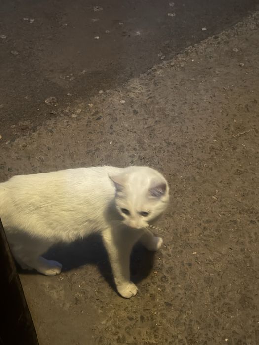 Кот белый ручной