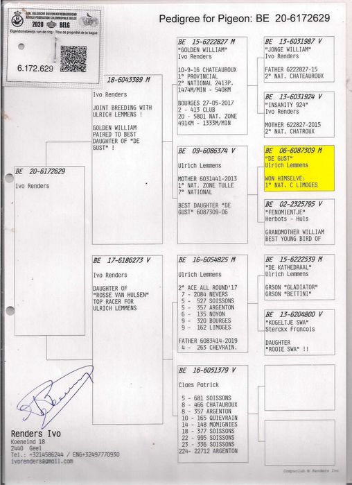 Młode Para 112 Oryg Ivo Randers x Dirk Van Dyck gołąb gołębie pocztowe