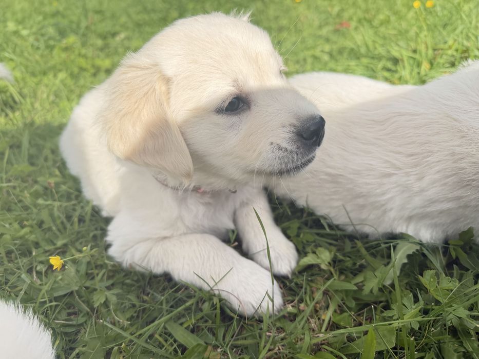 Szczeniaki Golden Retriever