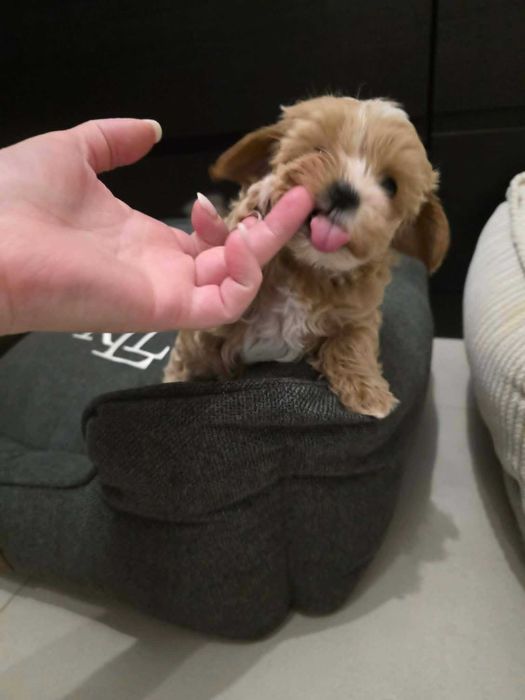 Maltipoo malutki chłopczyk