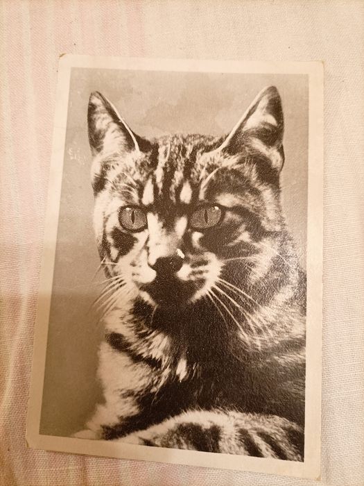 Stara pocztówka. Kot