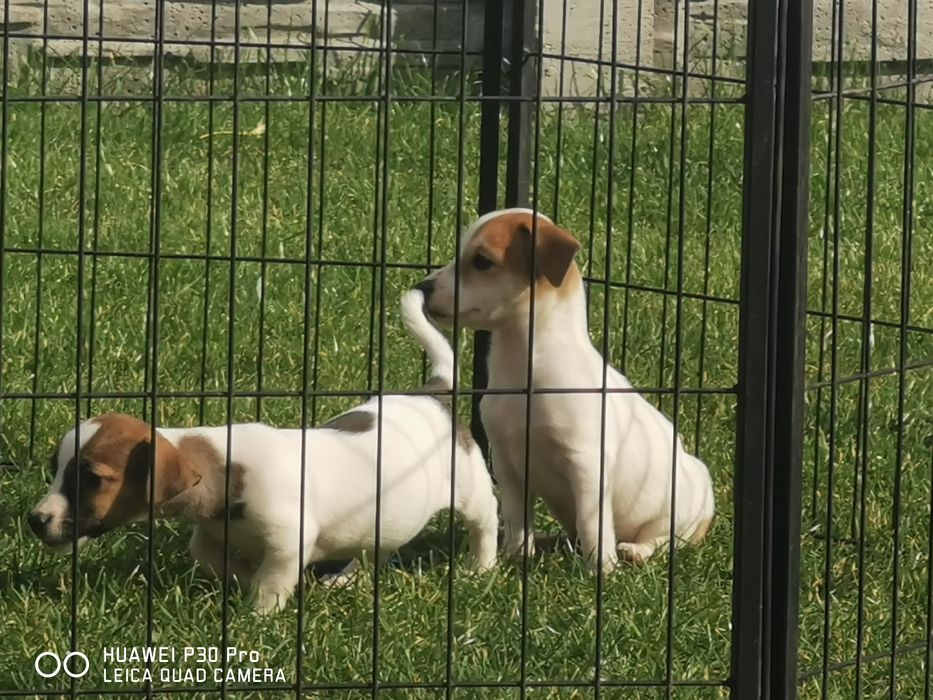 Jack russell Terrier suczka z rodowodem