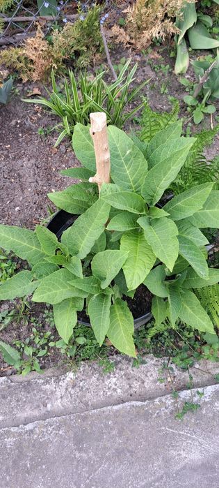 Datura ładne młode rośliny