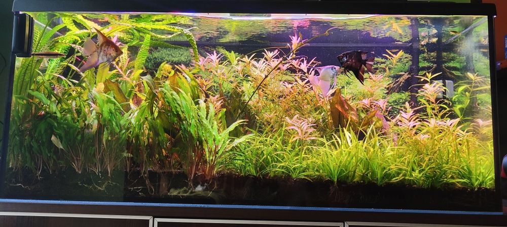 Akwarium 240l -120x40x50 plus cała reszta.