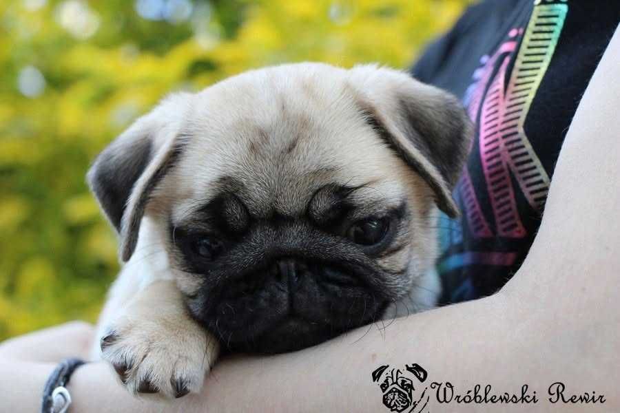 Mops, mopsy - śliczna dziewczynka, ZKwP / FCI