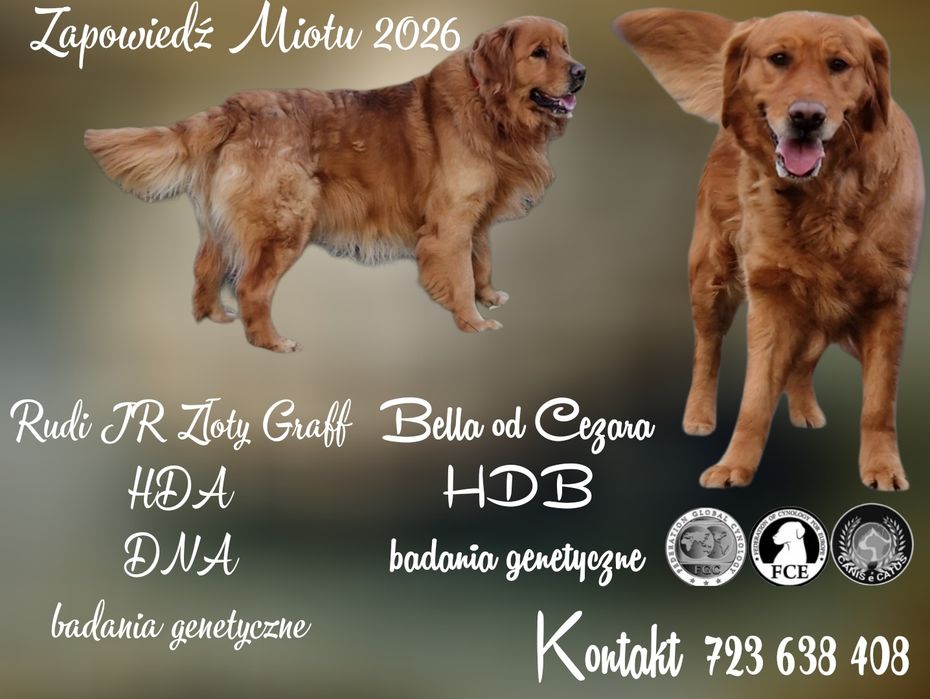 Zapowiedź Miotu  Rude/ ciemno złote  Golden Retriever