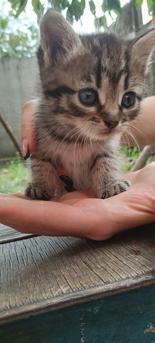 Віддам маленьких  котиків
