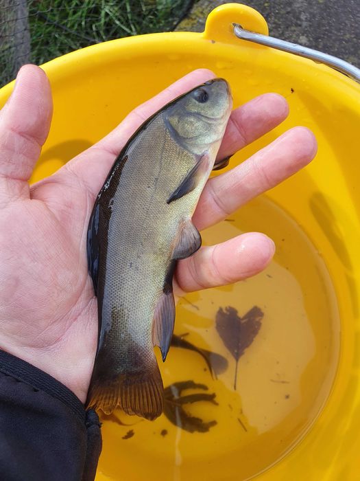 Karp karaś lin amur koi tołpyga węgorz sandacz Jesiotr pstrąg narybek