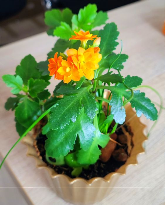 Кімнатні квіти недорого