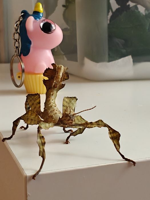 Straszyk australijski (larwy L1, jajka gratis)