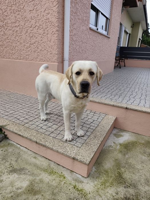 Labrador Seeks Girlfriend65048667808131122