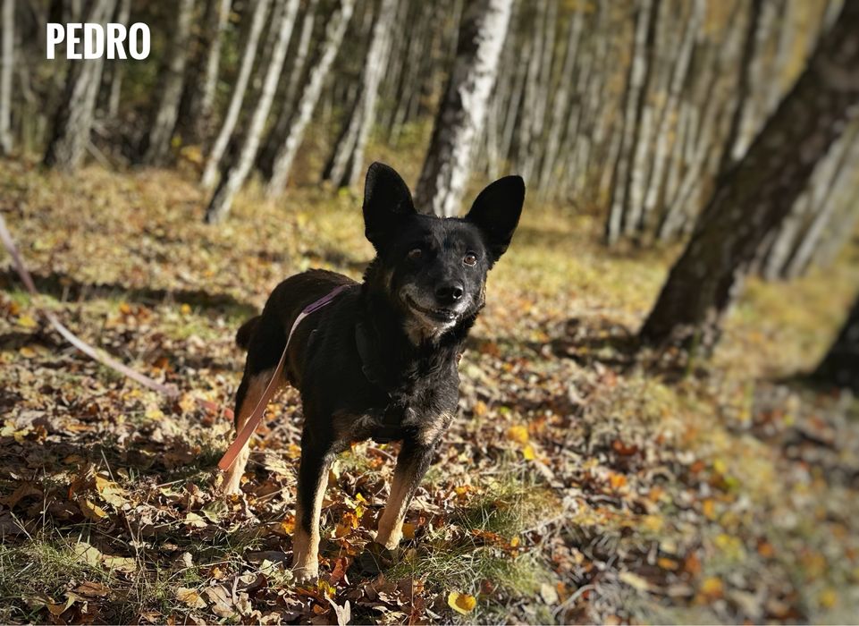 Wesoły, aktywny, 11 kg Pedro adopcja