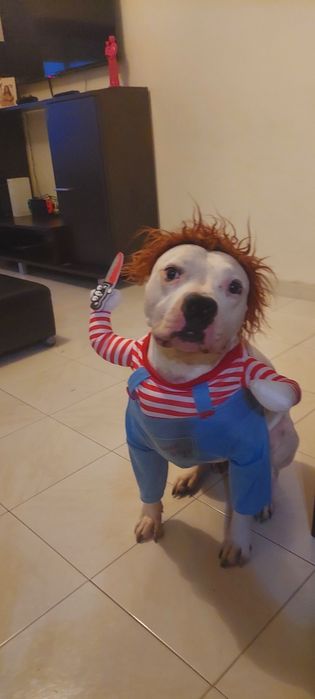 Cao para adopção