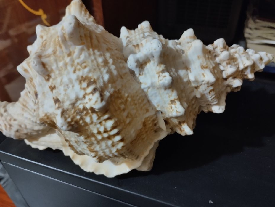 Ракушка натуральная