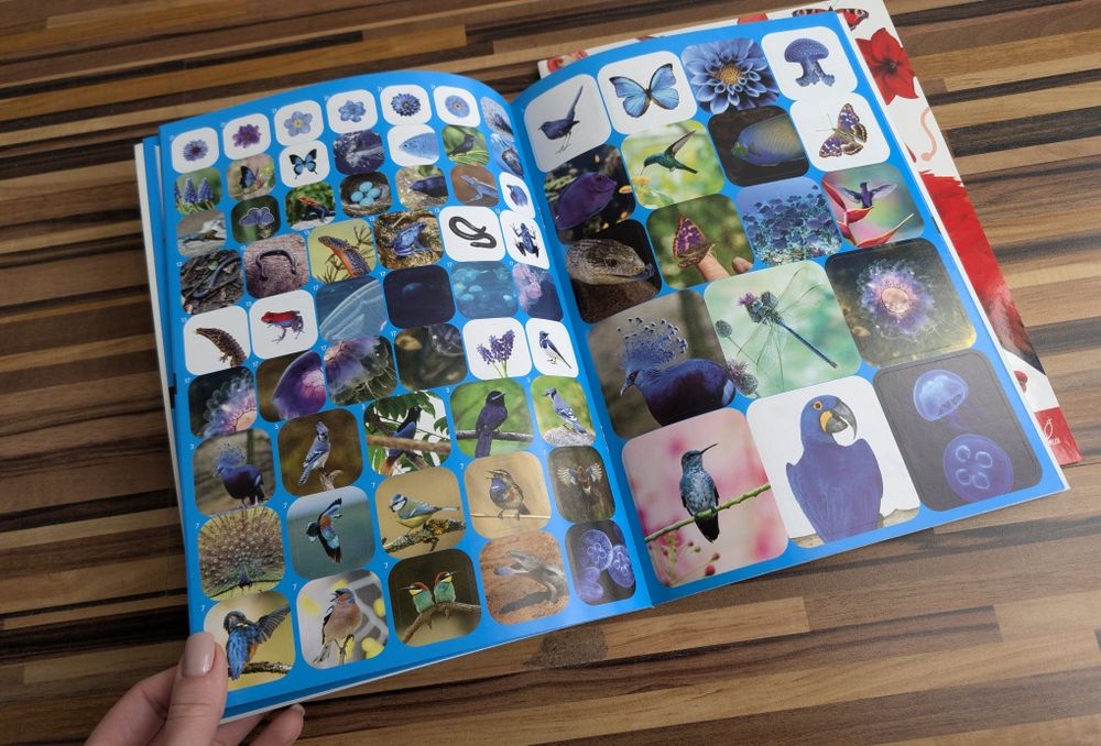 Zestaw młodzi przyrodnicy kolorowa przyroda żółta niebieska czerwona