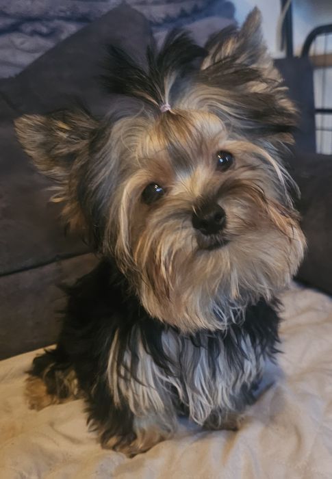 York, Yorkshire Terrier komplet szczepień