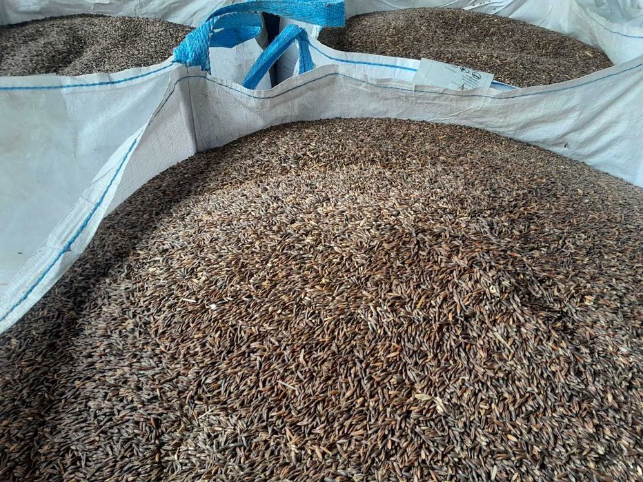 Owies odmiana GNIADY czarny