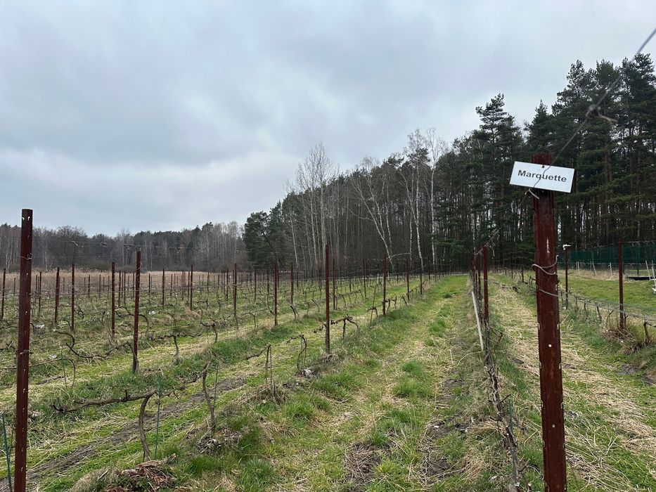 Sadzonki winorośli przerobowej na wino Marechal Foch, Marquette, Heridan.Paszport