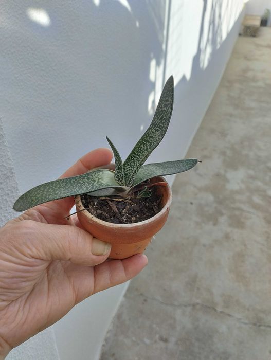 Suculentas envio CTT 1€