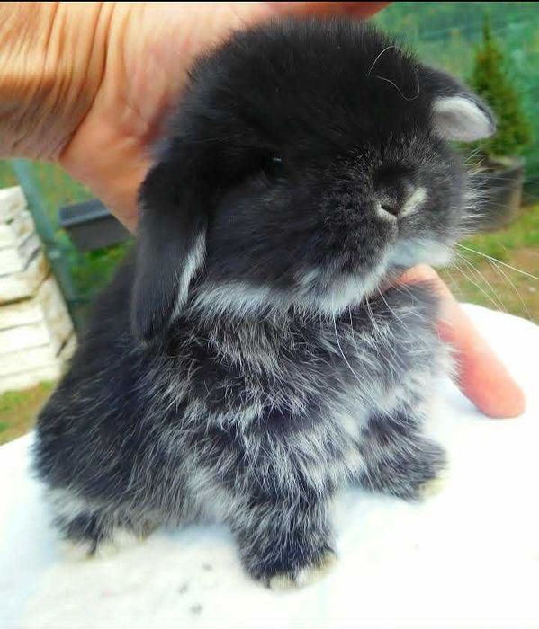 Śliczne króliczki Mini Lop