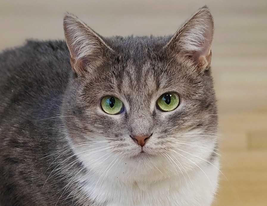 Красуня 1,5річ Масяня шукає дім, кіт, кошеня, коти, котенок кошка