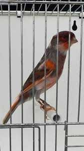 Canários machos lipocromo e poupa alemão amarelos e glosters.