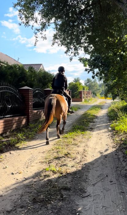 Klacz huculska 4letnia