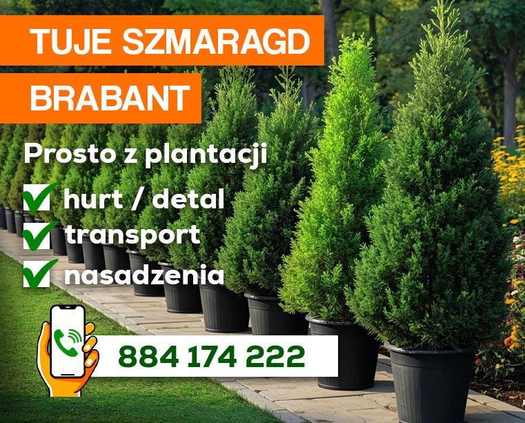 Tuja tuje thuja szmaragd brabant