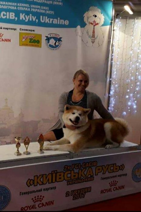 Титулованный кобель акита ину для вязки