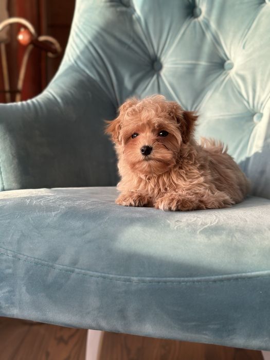 Малыш мальтипу ф1 f1 беби фейс baby face карамельного цвета окраса