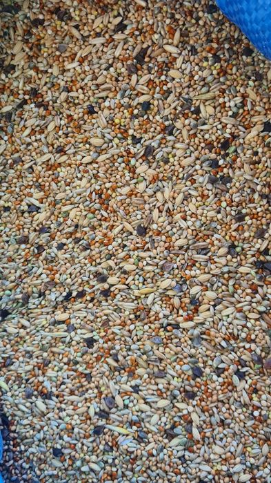 Mieszanka dla papug falistych, małych, kanarków i innych